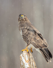 Common Buzzard in winter at a wet forest