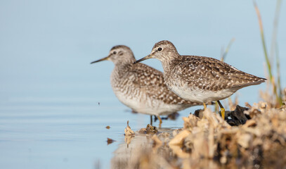 Wood Sandpiper  - in spring on the migration way at wetland