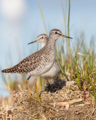 Wood Sandpiper  - in spring on the migration way at wetland