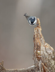 Coal tit in winter at a wet forest