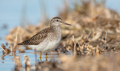 Wood Sandpiper  - in spring on the migration way at wetland
