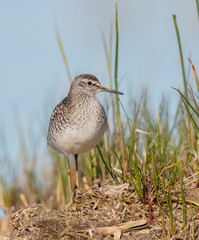 Wood Sandpiper  - in spring on the migration way at wetland