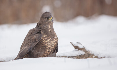 Common Buzzard in winter at a wet forest