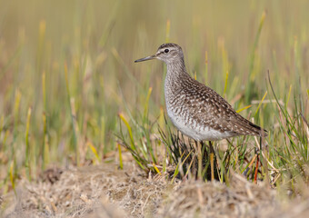 Wood Sandpiper  - in spring on the migration way at wetland