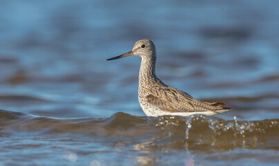 Common Greenshank feeding at a wetland in spring on a migration way