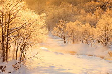 sunrise with winter trees and hoarfrost