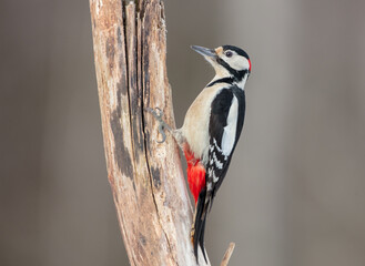 Great Spotted Woodpecker - male - in the wet forest in autumn