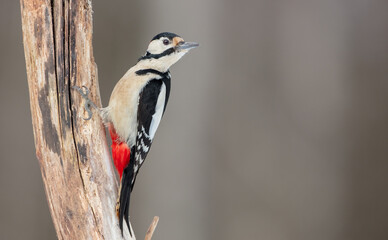 Fototapeta premium Great Spotted Woodpecker - male - in the wet forest in autumn