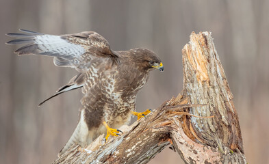 Common Buzzard in winter at a wet forest