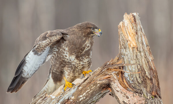 Common Buzzard in winter at a wet forest