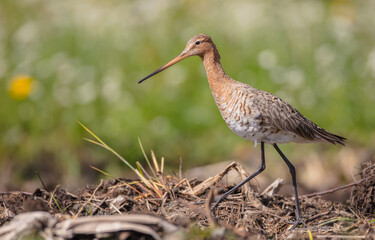 The black-tailed godwit - adult bird at a wet fields in late spring