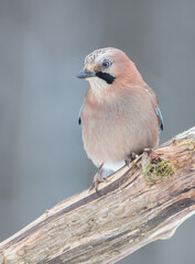 Eurasian Jay - in winter at the wet forest