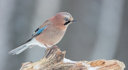 Obraz premium Eurasian Jay - in winter at the wet forest