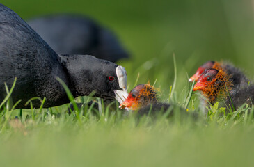 Eurasian coot - adult bird with juveniles in spring