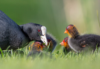 Eurasian coot - adult bird with juveniles in spring