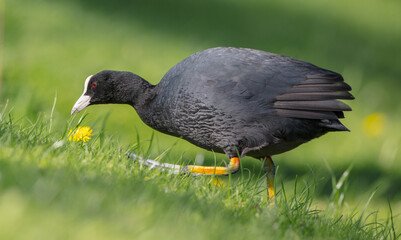 Eurasian coot - adult bird in spring