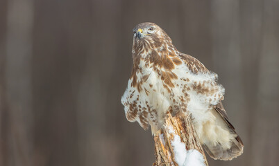 Common Buzzard in winter at a wet forest