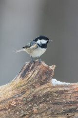 Obraz premium Coal tit in winter at a wet forest