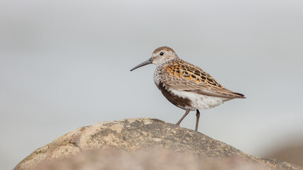 Dunlin - adult bird at a seashore on the autumn migration way