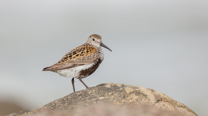 Dunlin - adult bird at a seashore on the autumn migration way