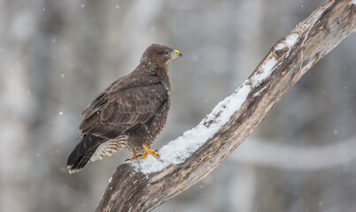Common Buzzard in winter at a wet forest