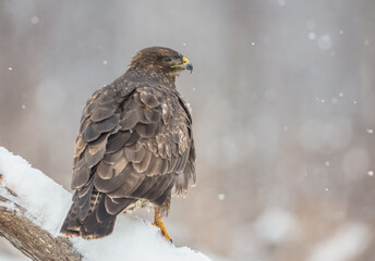 Common Buzzard in winter at a wet forest