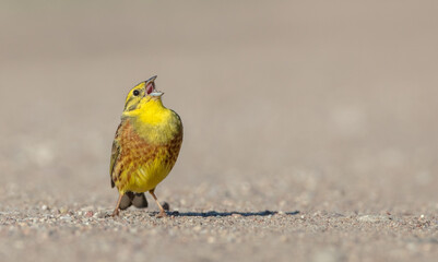 Yellowhammer  - male in summer