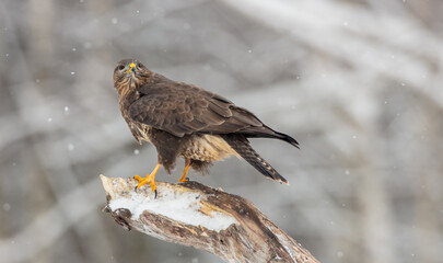 Common Buzzard in winter at a wet forest