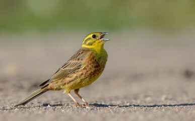 Yellowhammer  - male in summer