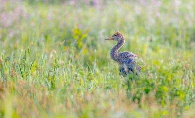 The common crane - juvenile bird at a wetland on the early summer morning fog