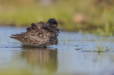 Ruff - male bird at a wetland on the mating season in spring