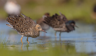 Ruff - male bird at a wetland on the mating season in spring