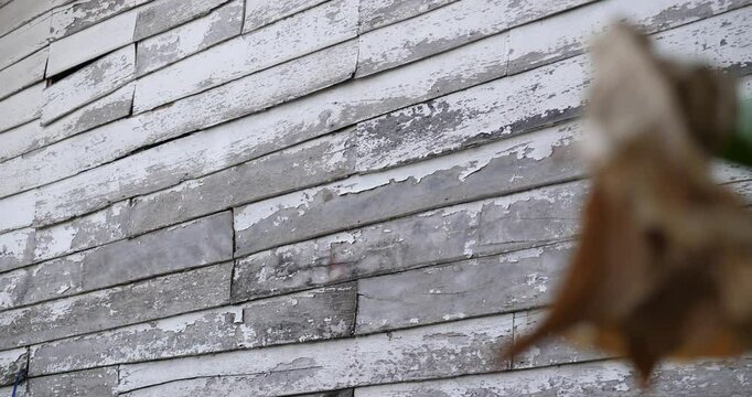Weathered Grey Siding: Close-up texture shot of aged grey wooden siding, showing the wear and tear of time.  A blurred dried flower is subtly present in the foreground.