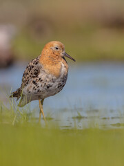 Ruff - male bird at a wetland on the mating season in spring