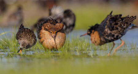 Ruff - male bird at a wetland on the mating season in spring