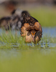 Ruff - male bird at a wetland on the mating season in spring