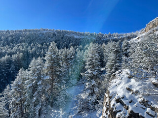 Panoramic view of snow-covered trees in the mountains on a sunny day
