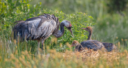 The common crane - male bird with two juvenile at a wetland in summer