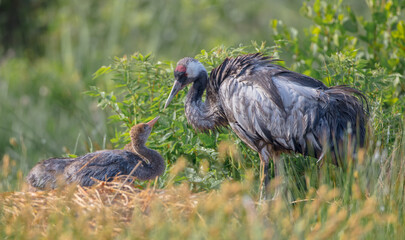 The common crane - male bird with two juvenile at a wetland in summer © Simonas