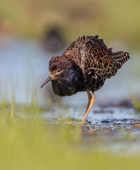 Ruff - male bird at a wetland on the mating season in spring