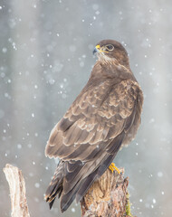 Common Buzzard in winter at a wet forest