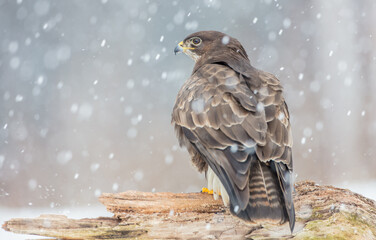 Common Buzzard in winter at a wet forest