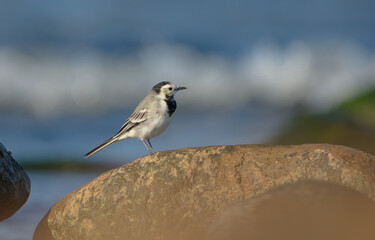 The White Wagtail - adult bird at a seashore on the autumn migration way