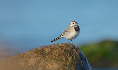 The White Wagtail - adult bird at a seashore on the autumn migration way