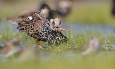 Ruff - male bird at a wetland on the mating season in spring