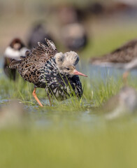 Ruff - male bird at a wetland on the mating season in spring