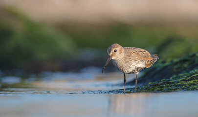 Dunlin - at a seashore on the autumn migration way