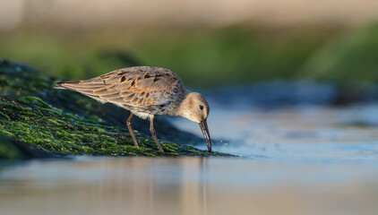 Dunlin - at a seashore on the autumn migration way