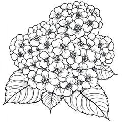 Simple Coloring Book Page Multicolored Lantana Flower Clusters