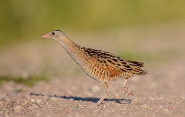 Corn crake - male bird at a meadow in the beginning of the summer